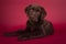 Closeup shot of a lovely Chocolate Labrador puppy sitting on a red background