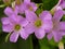 Closeup shot of a lovely violet Wood-sorrel Oxalis flowers on a blurred background