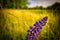 Closeup shot of a lupin flower in fiield