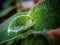 Closeup shot of lush plant leaves covered in spider web in the daylight