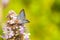 Closeup shot of a lycaenidae butterfly perching on a wild flowers