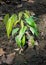 A closeup shot of lychee tree seedling growing in the open soil. Lychee is the sole member of the genus Litchi in the soapberry