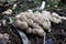 Closeup shot of Lycoperdon perlatum mushrooms in the autumn forest