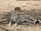 Closeup shot of a lying cheetah in Mashatu Game Reserve, Botswana