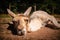 Closeup shot of a lying Llama Alpaca in a park