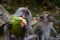 Closeup shot of Macaques eating green coconut shells