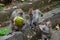 Closeup shot of Macaques eating green coconut shells