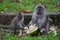 Closeup shot of Macaques eating green coconut shells