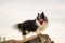 Closeup shot of a Mackenzie River husky standing on a piece of wood