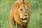 Closeup shot of a magnificent lion in the middle of the grass covered field