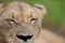 Closeup shot of a magnificent lioness on a road in the African jungles