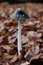 Closeup shot of a magpie inkcap fungus