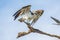 Closeup shot of a majestic osprey with wings wide open perched on the branch