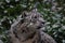 Closeup shot of a majestic snow leopard surrounded by lush green foliage