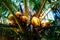 Closeup shot of Malayan Yellow Dwarf Coconuts hanging from the tree in the daylight