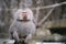 Closeup shot of a male hamadryas baboon with a beautiful silver cape and fierce eyes