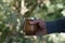 Closeup shot of a male hand holding Mate caffeine-rich infused drink in a palo santo wood cup