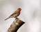 Closeup shot of a male house finch bird in Dover, Tennessee