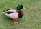 Closeup shot of male Mallard duck on grass