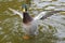 Closeup shot of a male mallard flapping its wings in a river