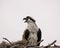 Closeup shot of a male Osprey taking care of the nest with the pink sky in the background