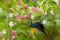 Closeup shot of a male palestine sunbird perched on a flower bush