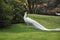 Closeup shot of a male white peacocks with spread tail-feathers on the ground