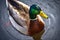 Closeup shot of a male wild duck (Mallard) swimming in a tranquil lake with blur background