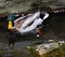 Closeup shot of a mallard drake swimming on a river