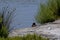 Closeup shot of a mallard resting on the Ebro Delta shoreline