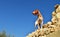 Closeup shot of a Maltese hunting dog on top of a rubble wall