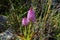 Closeup shot of maltese pyramidal orchid, anacamptis pyramidalis in a garden