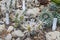 Closeup shot of the Mammillaria cactus