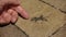 Closeup shot of a man hand and a little western fence lizard on a stone under the sunlight