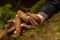 Closeup shot of a man& x27;s hand holding a group of pine cones