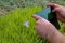 Closeup shot of a man taking a picture of a little purple flower