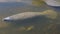 Closeup shot of a Manatee in the water