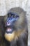 A closeup shot of Mandrill Mandrillus sphinx