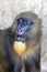 A closeup shot of Mandrill Mandrillus sphinx