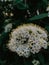 Closeup shot of marsh Labrador tea flower