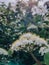 Closeup shot of marsh Labrador tea flower