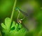 Closeup shot of a mating dragonflies on a grass stalk with blurred background