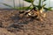 Closeup shot of mating dragonflies at sunset