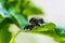 Closeup shot of mating insects on the green leaf