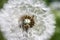 Closeup shot of matured dandelion on a blurred background