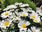 Closeup shot of Mayweed flowers on a blurred background