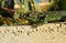 Closeup shot of a Mediterranean Chameleon keeping its balance as it tiptoes on a thin brick wall