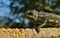 Closeup shot of a Mediterranean Chameleon keeping its balance as it tiptoes on a thin brick wall