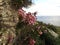 Closeup shot of Mediterranean Heath flowers on a cliff near the sea in Maltese Islands, Malta