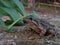 Closeup shot of a Mediterranean painted frog beside a leaf on a rock